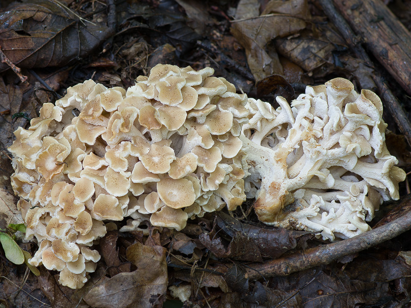 Polyporus umbellatus